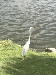 Ardea alba