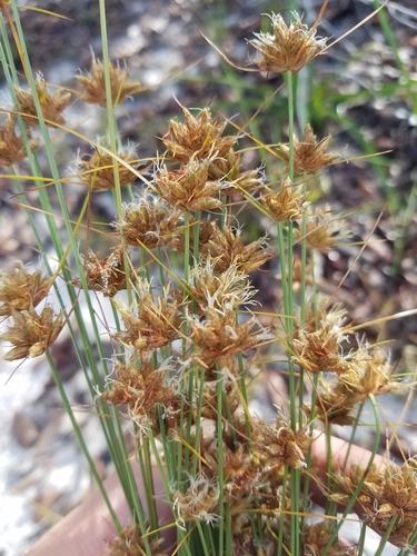 Image of Bulbostylis warei by (c) Scott Ward, some rights reserved (CC BY)