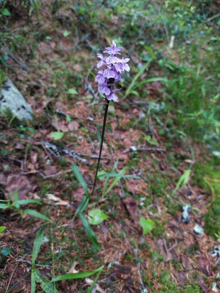 Dactylorhiza psychrophila (Schltdl.) Aver. 2