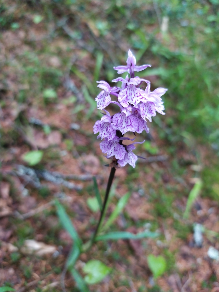 Dactylorhiza psychrophila (Schltdl.) Aver. 3
