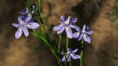 Moraea bipartita