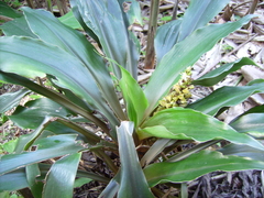 Chlorophytum orchidastrum