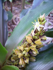 Chlorophytum orchidastrum