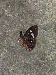 Herimba atkinsoni disconjuncta