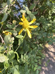 Rudbeckia laciniata