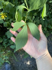 Rudbeckia laciniata