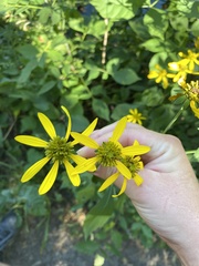 Rudbeckia laciniata