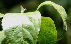 Hypolycaena thecloides