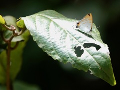 Hypolycaena thecloides