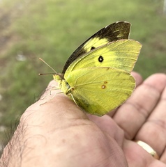 Zerene cesonia cesonia