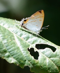 Hypolycaena thecloides