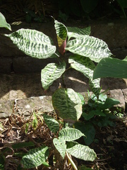 Dracaena goldieana