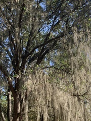 Tillandsia usneoides