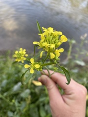 Rhamphospermum arvense