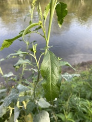 Rhamphospermum arvense