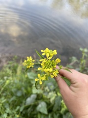 Rhamphospermum arvense