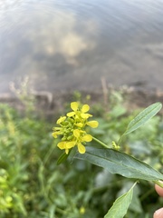 Rhamphospermum arvense