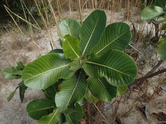 Himatanthus obovatus