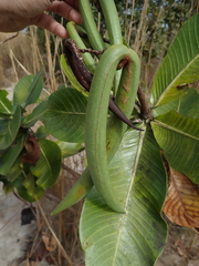 Himatanthus obovatus