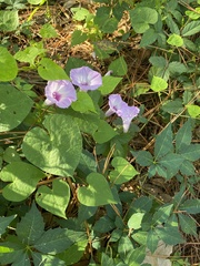 Ipomoea