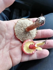 Suillus asiaticus