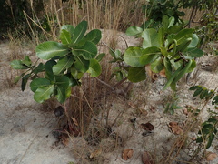 Himatanthus obovatus