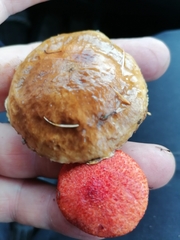 Suillus asiaticus
