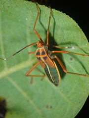 Lucullia flavovittata
