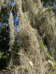 Tillandsia usneoides