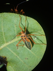 Lucullia flavovittata