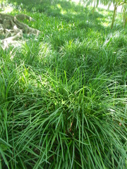 Ophiopogon jaburan