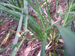 Ophiopogon jaburan