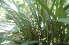 Ophiopogon jaburan