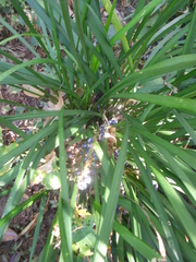 Ophiopogon jaburan