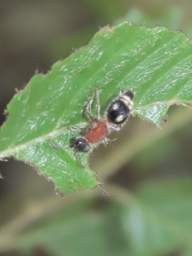 Smicromyrme triguttata