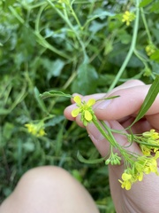 Rhamphospermum arvense