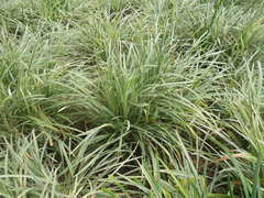 Ophiopogon jaburan