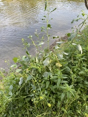 Rhamphospermum arvense