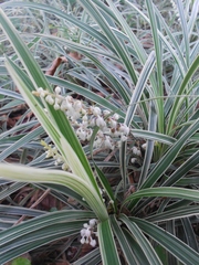 Ophiopogon jaburan