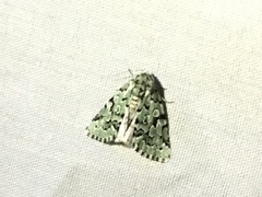 Bryolymnia viridata