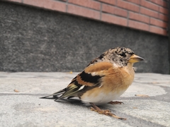 Fringilla montifringilla