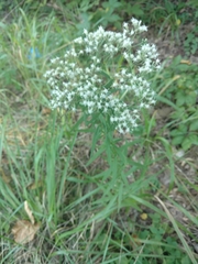 Eupatorium torreyanum