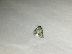 Bryolymnia viridata