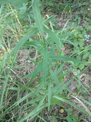 Eupatorium torreyanum