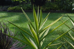 Sansevieria bagamoyensis
