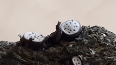 Poronia erici