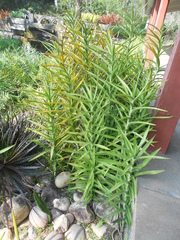 Sansevieria bagamoyensis