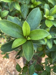 Magnoliopsida