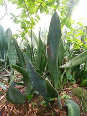 Sansevieria masoniana