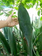 Sansevieria masoniana